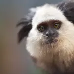 Scimmietta brasiliana – Uno dei simboli dell’America del sud