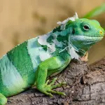 Animali esotici: ecco i più insoliti e strani che potete trovare sulla Terra