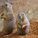 Cane della prateria: alla scoperta delle sue origini e delle sue caratteristiche