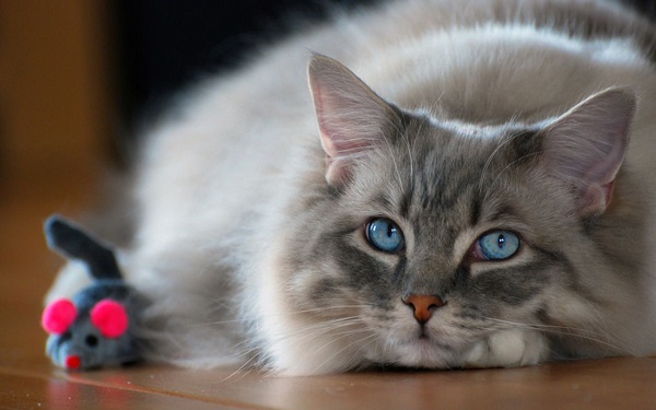 Ragdoll: informazioni e curiosità su questo gatto