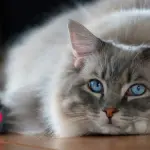 Ragdoll: informazioni e curiosità su questo gatto