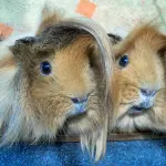 Cavia peruviana: un dolce animale da compagnia