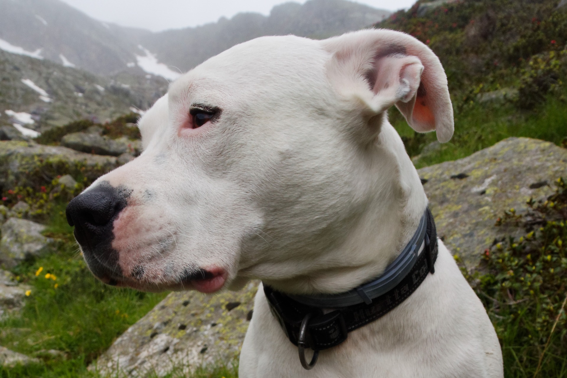 Dogo Argentino: un cane consapevole della sua forza