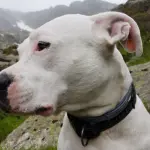 Dogo Argentino: un cane consapevole della sua forza