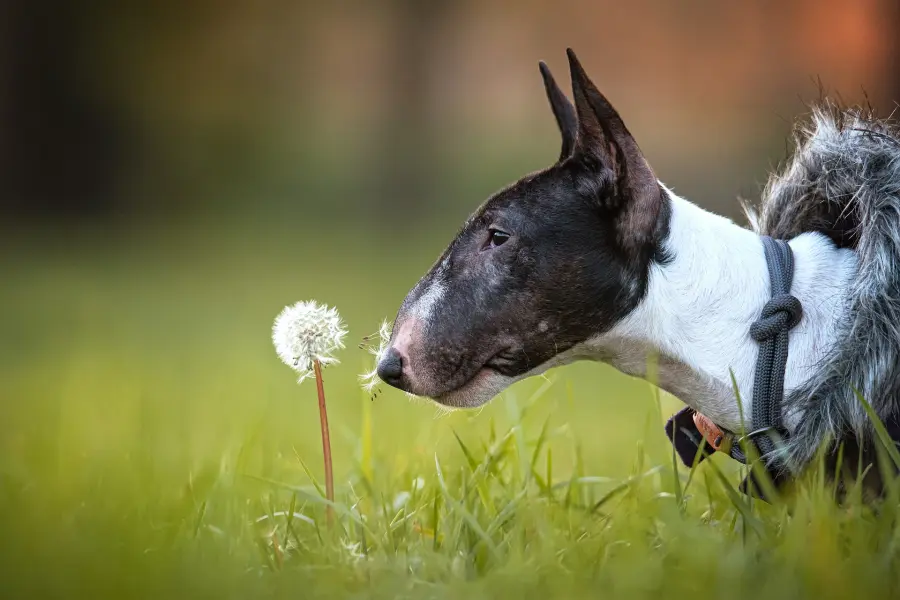 Bull Terrier: caratteristiche e storia di un cane senza tempo