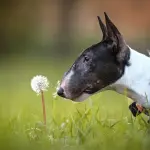 Bull Terrier: caratteristiche e storia di un cane senza tempo
