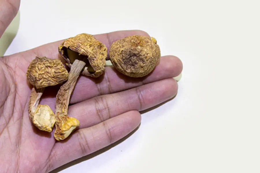 Funghi medicinali, di cosa si tratta