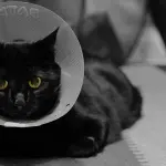 Collare elisabettiano: che cos’è, in quali circostanze va usato e quale scegliere