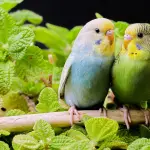 Cocoriti: pappagallini belli, simpatici e facili da curare