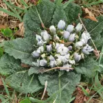 Mandragola pianta, proprietà e usi medicinali