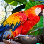 Come prendersi cura di un pappagallo brasiliano