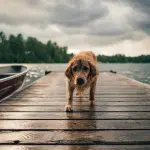 Cane con problemi articolari: i consigli migliori per la sua alimentazione