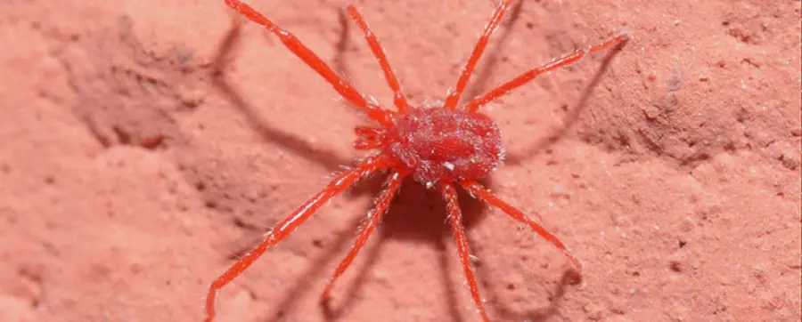 Ragnetto rosso, come riconoscere e trattare questo piccolo acaro