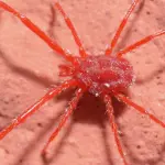 Ragnetto rosso, come riconoscere e trattare questo piccolo acaro