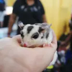 Petauro dello zucchero: Alimentazione e caratteristiche importanti