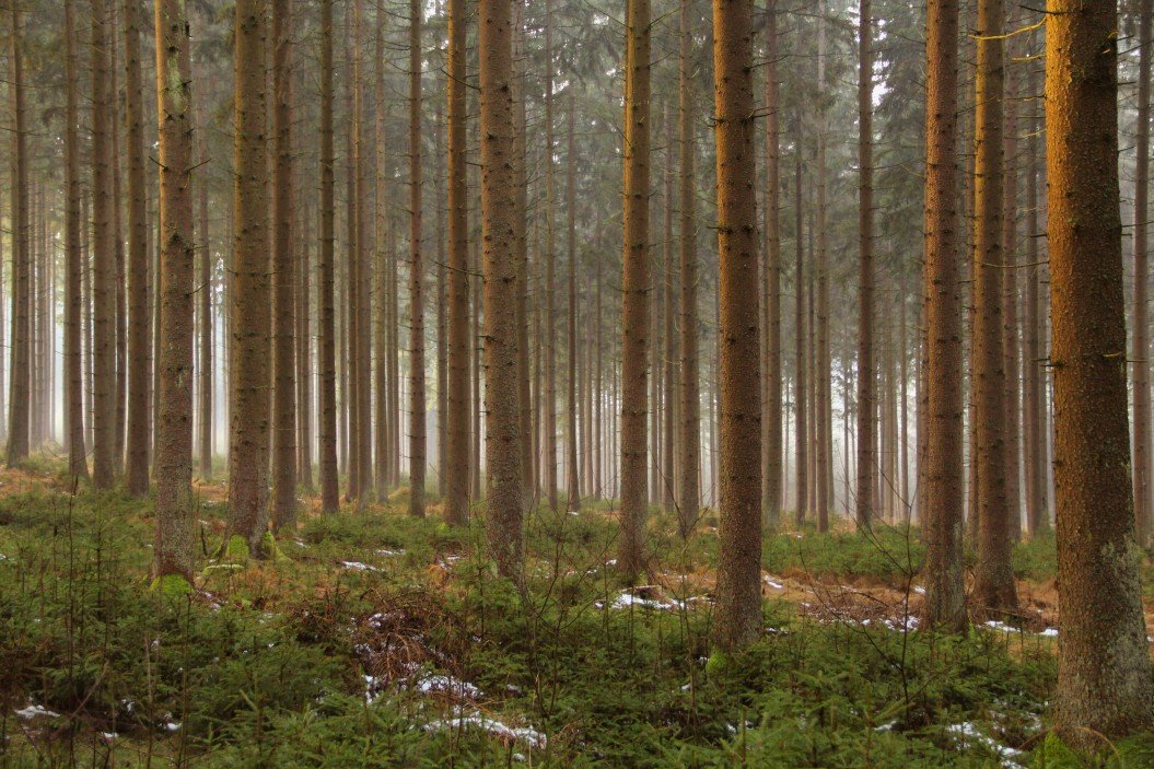Alberi dal legno rossiccio, ecco quelli più noti