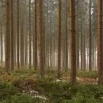 Alberi dal legno rossiccio, ecco quelli più noti