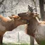 Abbiamo davvero bisogno di uccidere i cervi in massa?