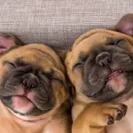 Collare antiabbaio, è utile o solo pericoloso per il cane?