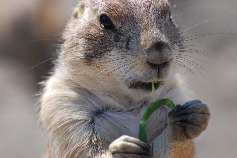 Cane della prateria: caratteristiche e carattere