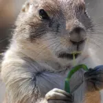 Cane della prateria: caratteristiche e carattere