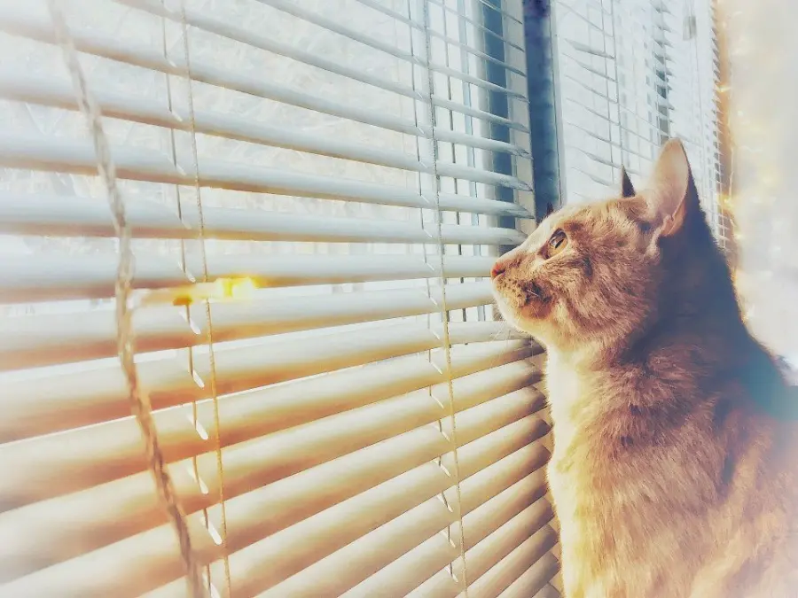 Gatto Anallergico: 3 razze più comuni