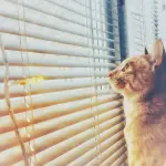 Gatto Anallergico: 3 razze più comuni