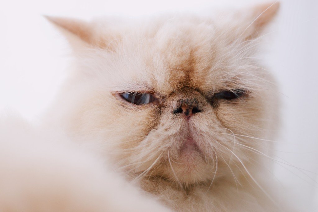 Gatto himalayano, un felino giocherellone e molto docile