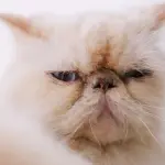 Gatto himalayano, un felino giocherellone e molto docile