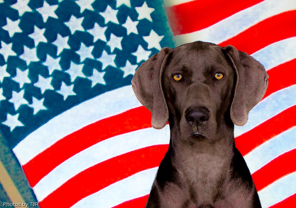 Il Bracco di Weimar: non solo per chi ama la caccia!