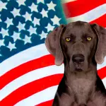 Il Bracco di Weimar: non solo per chi ama la caccia!