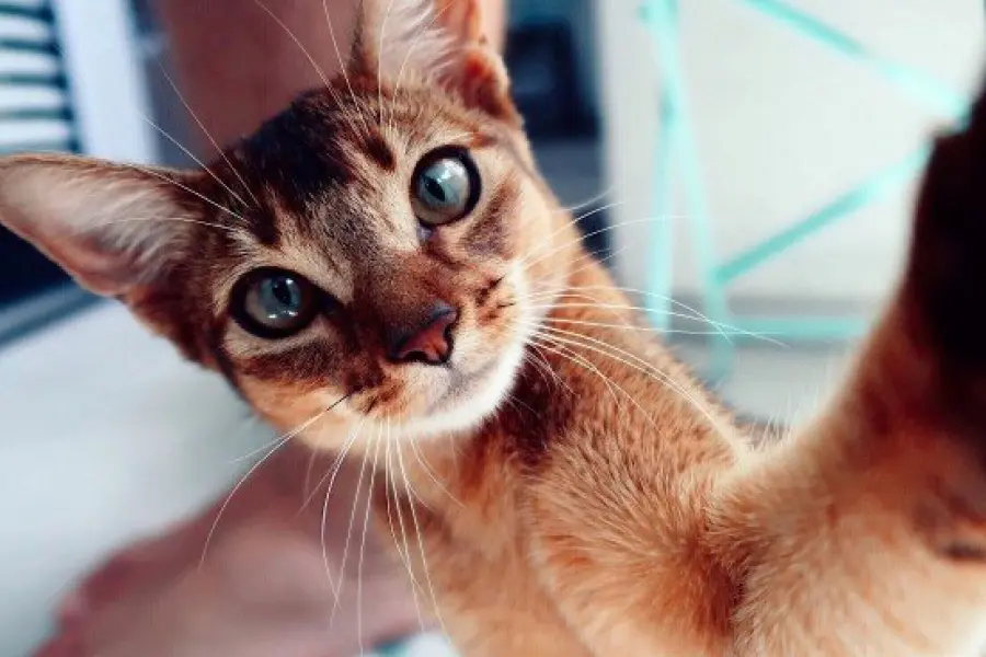 Gatto abissino: caratteristiche e carattere