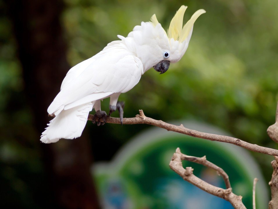 Cacatua (pappagallo bianco): origini, caratteristiche e curiosità!