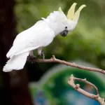 Cacatua (pappagallo bianco): origini, caratteristiche e curiosità!