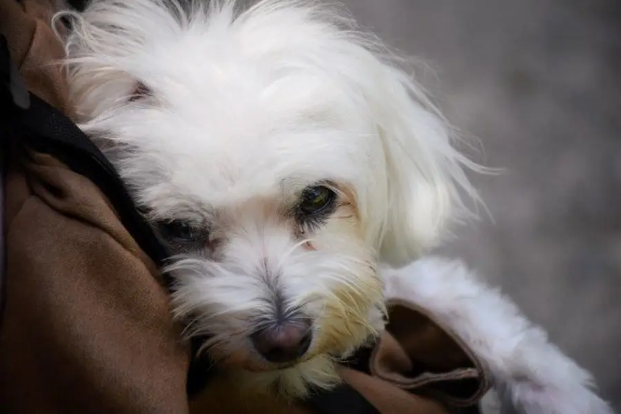 Cani da appartamento: piccolo è bello (e pratico…)