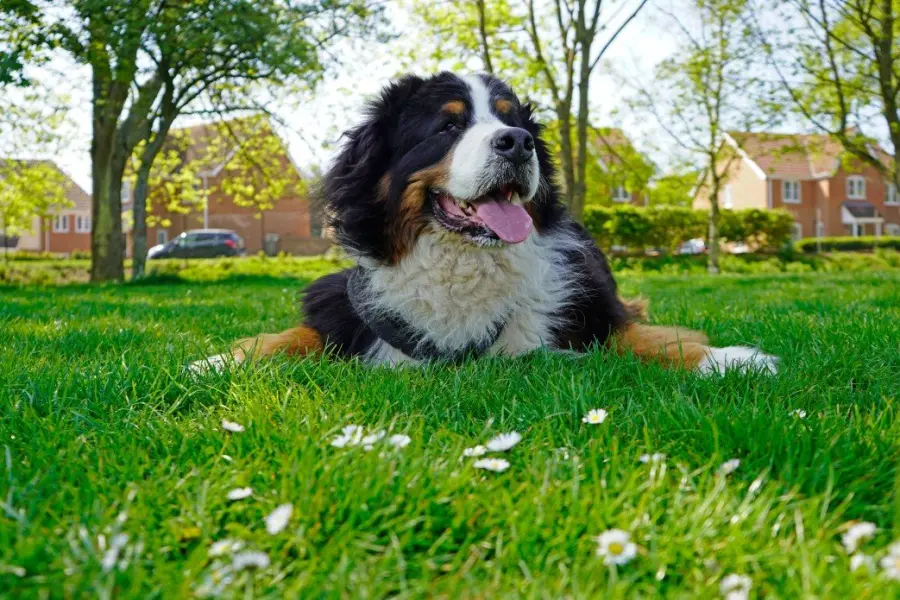 Il Grande Bovaro Svizzero: austero e solenne ma anche... affettuoso!