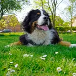 Il Grande Bovaro Svizzero: austero e solenne ma anche... affettuoso!