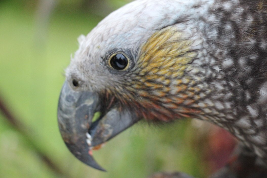 Il Pappagallo Cenerino: un volatile... di compagnia!