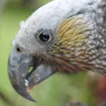 Il Pappagallo Cenerino: un volatile... di compagnia!