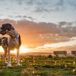 Alano Arlecchino: il gigante buono.