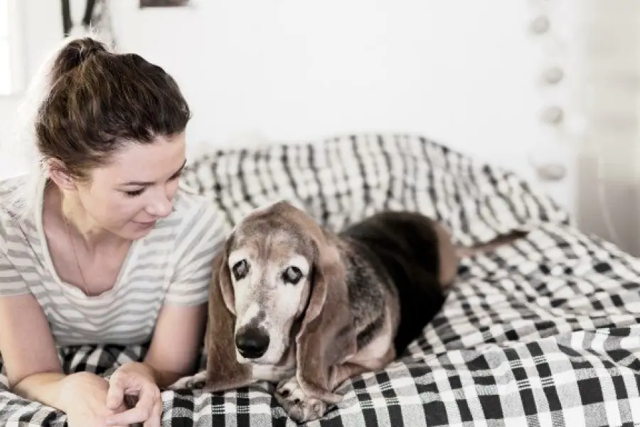 Levriero Afgano: la classe, l'eleganza e la dolcezza in un solo cane.