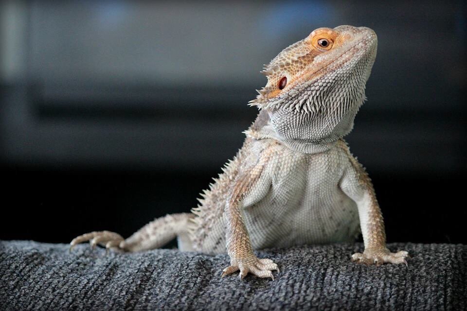 Drago barbuto: un sauro per amico