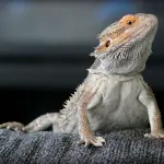 Drago barbuto: un sauro per amico