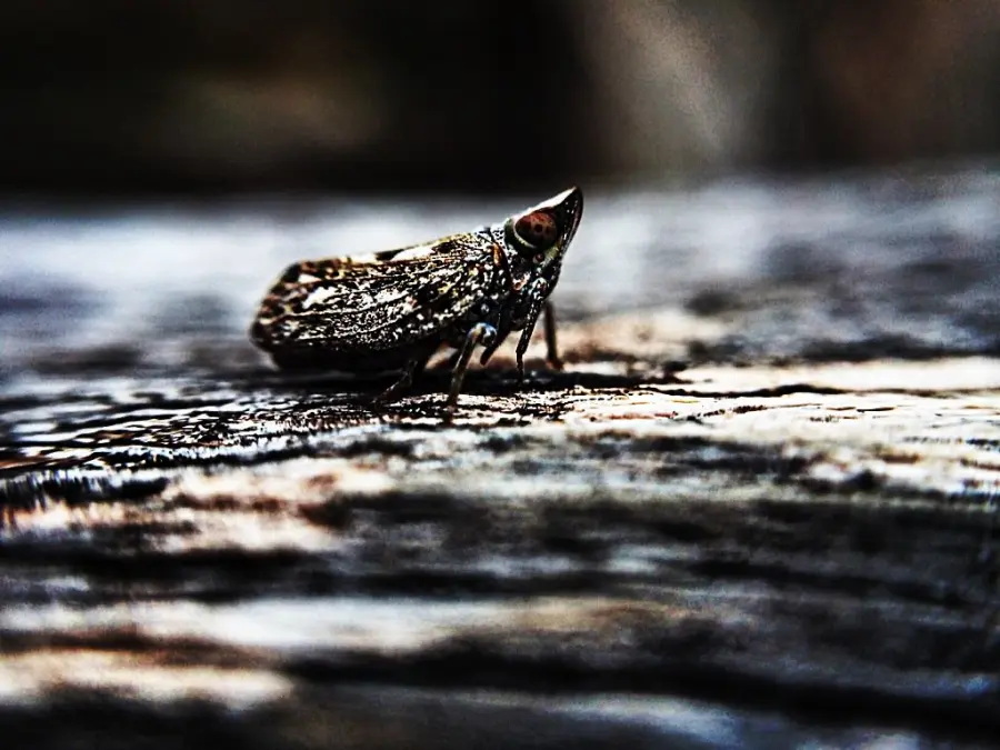 Tarme del legno: come prevenirle e debellarle