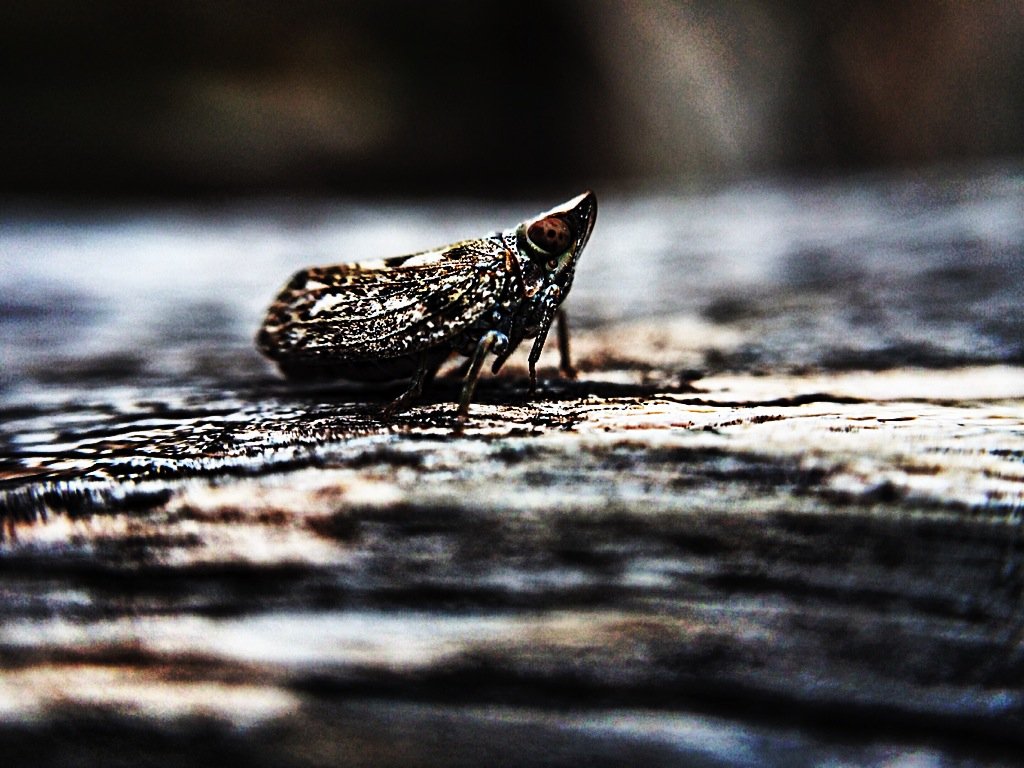 Tarme del legno: come prevenirle e debellarle