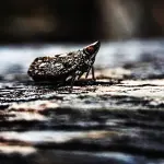 Tarme del legno: come prevenirle e debellarle