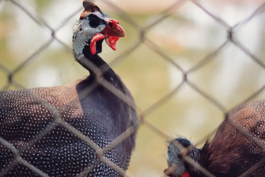 Gallina faraona: storia, aspetto e comportamento