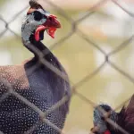 Gallina faraona: storia, aspetto e comportamento