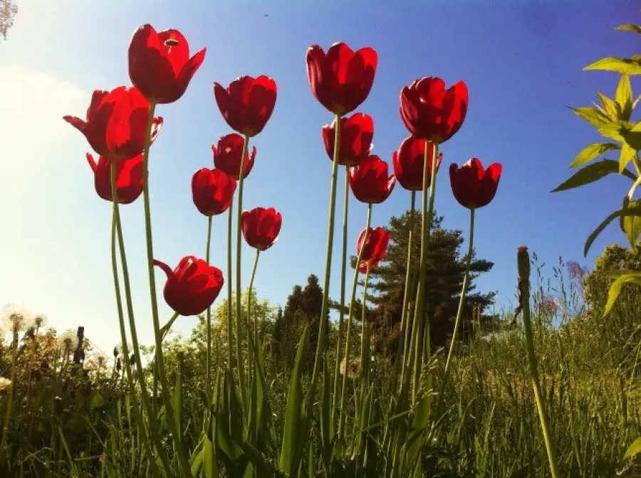 Bulbi tulipani: come si piantano?