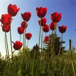 Bulbi tulipani: come si piantano?